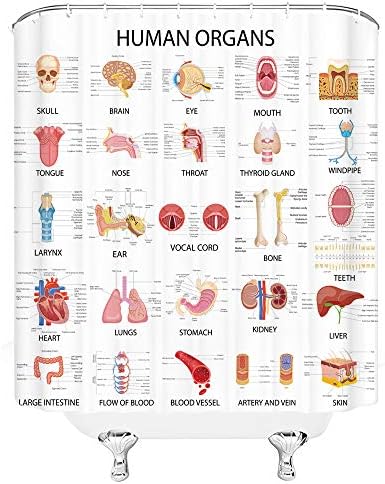 Ljudski organ za tuširanje Anatomija organ Tijelo Kompletna grafikona Life Medicinske nauke Lubanje Oči nosači bijele tkanine Zavjese