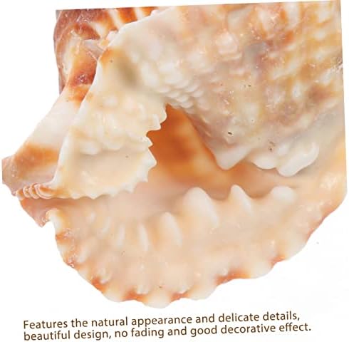 BESPORTBLE 2kom prirodni Conch Ocean nakit okeanski dekor okeanske životinje figurice školjke ljuske ploča morski životinjski Model